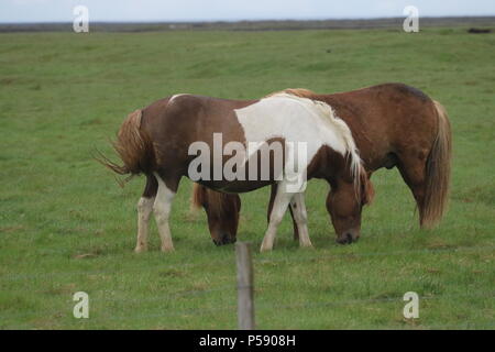 Cavalli islandesi Foto Stock