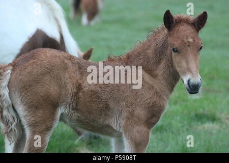 Cavalli islandesi Foto Stock