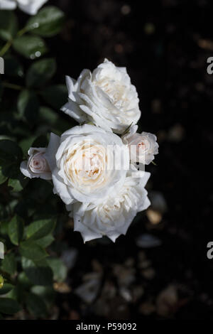 'Ora' Rose, Terassros (rosa) Foto Stock