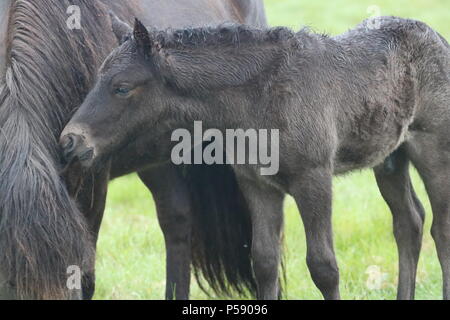 Cavalli islandesi Foto Stock