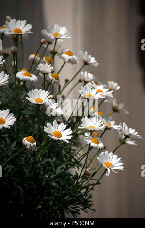 Marguerite margherite Foto Stock