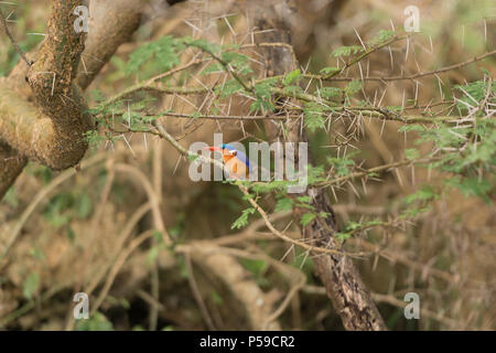 Malachite Kingfisher in Uganda Foto Stock