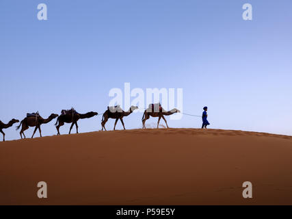 MEKNES - TAFILALET, Marocco - circa aprile 2017: Berber con i cammelli nelle dune del Marocco Sahara Foto Stock