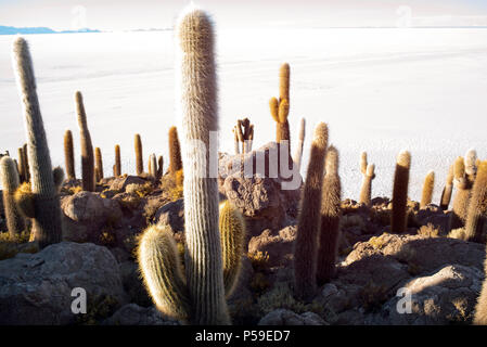 Cactus island - noto anche come isola di pesce - in Salar de Uyuni, Bolivia. Foto Stock