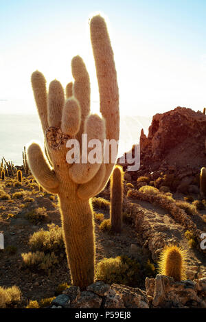 Cactus giganti sull isola di cactus (Isla Incahuasi) nel Salar de Uyuni in Bolivia. Foto Stock