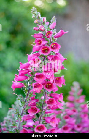 Digitalis Foxlight "prugna Oro', Foxglove "prugna Oro', close-up di fiori Foto Stock
