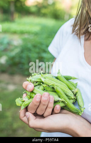 I piselli freschi in mano giovane ragazza sul giardino. Foto Stock