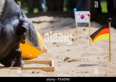 Germania, Colonia. Il 26 giugno, 2018. Oracle animale, cinghiale 'Harry' predice un tedesco per vincere la partita Corea del Sud rispetto alla Germania. L'animale ha già previsti correttamente il passato due partite. Credito: Rolf Vennenbernd/dpa/Alamy Live News Foto Stock