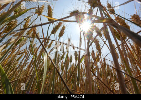 Colonia, Germania. Il 26 giugno, 2018. Il sole splende su un campo di segale. Credito: Henning Kaiser/dpa/Alamy Live News Foto Stock