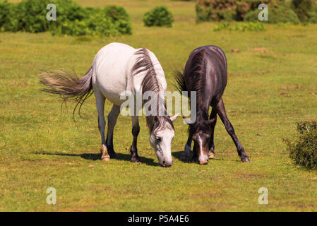 New Forest, Hampshire, Regno Unito, 26th giugno 2018, tempo: Caldo giorno d'estate nel parco nazionale del sud dell'Inghilterra. Nuovi pony della Foresta e altri animali stanno trovando l'erba corta e i livelli bassi dell'acqua. Il mese di giugno 2018 è fissato per essere uno dei più caldi e più aridi mai registrato. Foto Stock