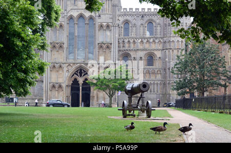 Anatre al di fuori di Ely Cathedral Foto Stock