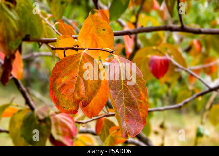 Persimmon tree con belle foglie colorate in autunno. Chiudere Foto Stock