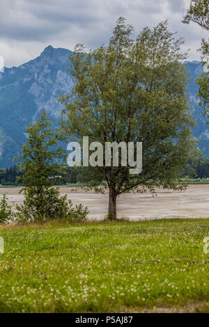 Sparse in prato con albero Foto Stock