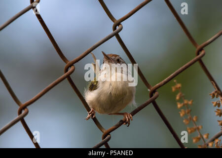 Comune (Tailorbird Orthotomus sutorius) è un songbird trovati in Asia tropicale. Foto Stock