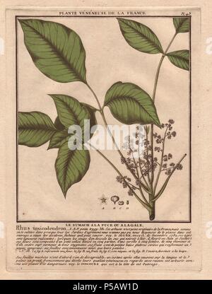 Poison Ivy (Toxicodendron radicans). . Le sumach a la puce ou a la gale (Rhus toxicodendron). . Botanico francese Jean Baptiste François Pierre Bulliard nasce intorno al 1742 a Aubepierre-en-Barrois (Haute Marne) e morì il 26 settembre 1793 a Parigi. Ha studiato a Angers e successivamente illustrato e pubblicato un numero di botanica e Micologico di opere sulla flora francese. Ha studiato arte e incisione sotto Francois Martinet, il celebre artista di molti di Buffon's libri di storia naturale. Foto Stock