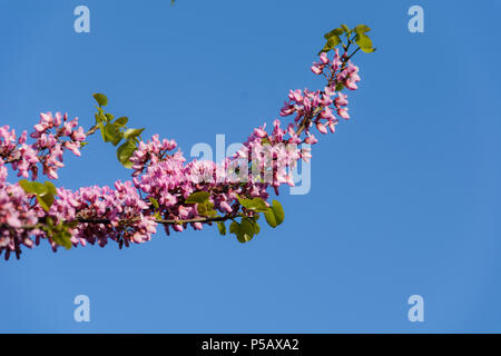 Pesco ramo con fiori chiusa ed aperta contro il cielo blu. Foto Stock