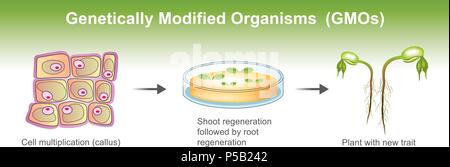 Organismo geneticamente modificato OGM è un organismo o un microrganismo il cui materiale genetico è stato modificato per contenere un segmento di DNA da un altro org Illustrazione Vettoriale