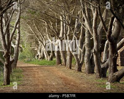 Camino de Cala Pregonda. Tramuntana. Minorca. Islas Baleares.España. Foto Stock