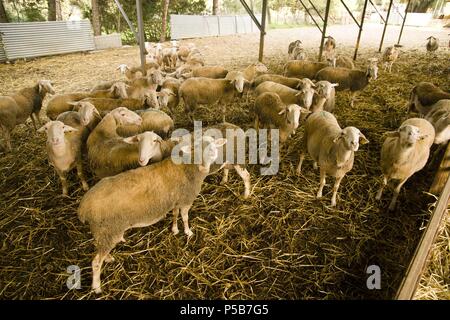 Granja de cabras y ovejas può Caus .Santa Gertrudis de Fruitera.ibiza.Baleari.Spagna. Foto Stock