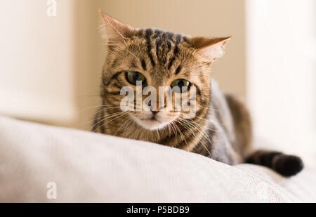 Il gatto domestico a casa Foto Stock