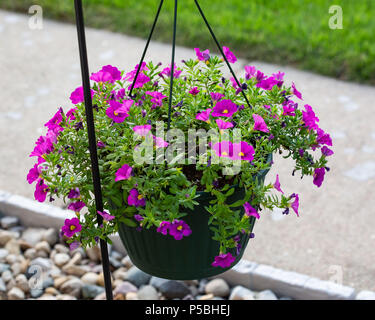 Appeso un cesto pieno di piccoli fiori viola Foto Stock