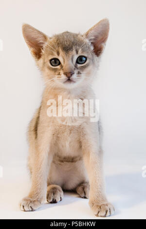 Poco carino gattino abissino seduta isolato. Foto Stock