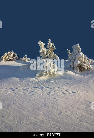 Bellissimi alberi coperti con un sacco di neve sulla Montagna Collina Foto Stock