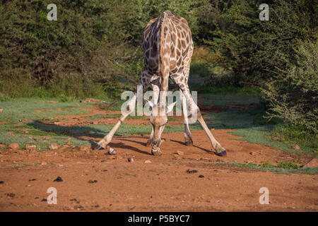 Sud Africano o Cape Giraffe (G.g.g.p. giraffa) che si piegano con le gambe scheggiate e leccano di sale, Parco Nazionale di Pilanesberg, Sudafrica Foto Stock