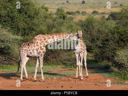 Adulti e giovani sudafricani o Cape Giraffe (G.g.giraffa) che mostrano l'interazione tra loro al Parco Nazionale di Pilanesberg, Sudafrica in natura Foto Stock