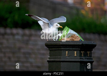 Aringa Gabbiano (Larus argentatus) Foto Stock
