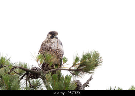 Falco pellegrino capretti Foto Stock