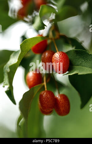 La succursale con fresche e mature bacche di goji Foto Stock