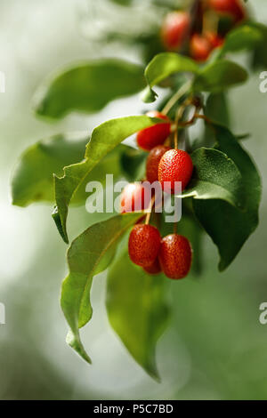 La succursale con fresche e mature bacche di goji Foto Stock