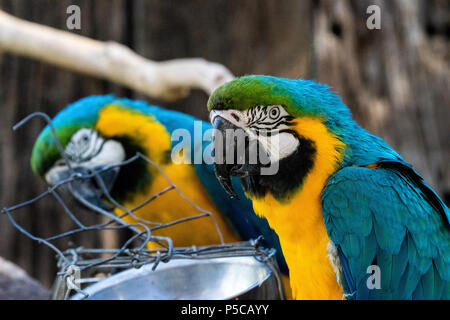 Pappagalli colorati nella parte anteriore del loro ciotola closeup Foto Stock