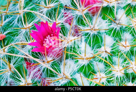 Fiore rosa tra spine di colore bianco e verde cactus ,macrofotografia ,contrasto luminoso ,colori vibranti , Foto Stock