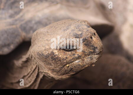 Giant Galapagos tartaruga terrestre Foto Stock