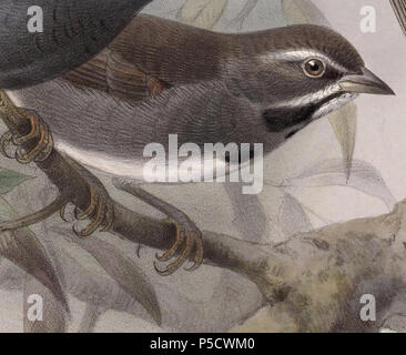 N/A. Inglese: " Zonotrichia quinquestriata " = Amphispiza quinquestriata (cinque-striped Sparrow) Français: " Zonotrichia quinquestriata " = Amphispiza quinquestriata (Bruant pentaligne) . 1902. John Gerrard Keulemans (1842-1912) nomi alternativi Johannes Gerardus Keulemans; J. G. Keulemans Descrizione ornitologo olandese e artista Data di nascita e morte 8 Giugno 1842 29 dicembre 1912 Luogo di nascita e morte Rotterdam London Authority control : Q1335286 VIAF:42113661 ISNI:0000 0000 6313 981X ULAN:500041975 LCCN:N98083374 NLA:35268760 WorldCat 94 Amphispiza quinquestriata 1902 Foto Stock