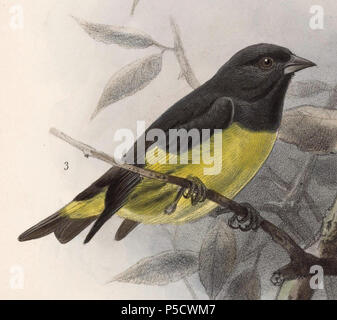 N/A. Inglese: " Chrysomitris xanthogastra " = Carduelis xanthogastra (a becco giallo lucherino) Français: " Chrysomitris xanthogastra " = Carduelis xanthogastra (Chardonneret à ventre jaune) . 1902. John Gerrard Keulemans (1842-1912) nomi alternativi Johannes Gerardus Keulemans; J. G. Keulemans Descrizione ornitologo olandese e artista Data di nascita e morte 8 Giugno 1842 29 dicembre 1912 Luogo di nascita e morte Rotterdam London Authority control : Q1335286 VIAF:42113661 ISNI:0000 0000 6313 981X ULAN:500041975 LCCN:N98083374 NLA:35268760 WorldCat 271 Carduelis xanthogastra 1902 Foto Stock