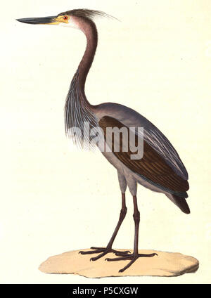 N/A. Inglese: " Ardea typhon " = Ardea sumatrana (grandi fatturati Heron) - maschio adulto Français: " Ardea typhon " = Ardea sumatrana (Héron typhon) - mâle adulte . 1838. Nicolas Huet (1770-1830) nomi alternativi Nicolas II Huet; Nicolas Huet giovani; Nicholas Huet II; Nicolas il giovane Huet Descrizione francese pittore illustratore e incisore, Data di nascita e morte 1770 26 dicembre 1830 Luogo di nascita Parigi competente controllo : Q3340421 VIAF:95590486 ISNI:0000 0000 7064 7628 ULAN:500117124 GND:138988412 Jean Gabriel Pretre (1768-1849) Descrizione artista svizzero data di bi Foto Stock