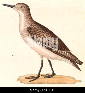 N/A. Inglese: " Tringa albescens " = Calidris ruficollis (Rosso Colli Stint) - svernamento Français: " Tringa albescens " = Calidris ruficollis (Bécasseau à col roux) - piumaggio d'hiver . 1838. Nicolas Huet (1770-1830) nomi alternativi Nicolas II Huet; Nicolas Huet giovani; Nicholas Huet II; Nicolas il giovane Huet Descrizione francese pittore illustratore e incisore, Data di nascita e morte 1770 26 dicembre 1830 Luogo di nascita Parigi competente controllo : Q3340421 VIAF:95590486 ISNI:0000 0000 7064 7628 ULAN:500117124 GND:138988412 Jean Gabriel Pretre (1768-1849) Descrizione Foto Stock