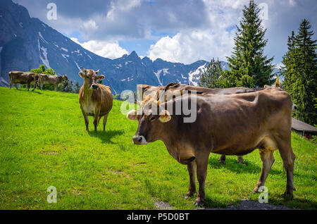 Vacche con attaccato correttamente i marchi auricolari su un prato di montagna nelle Alpi svizzere nei pressi di Urnäsch e schawagalp, Canton Appenzello Esterno, Svizzera. Foto Stock