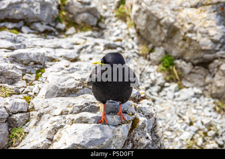 Studio di un gracchio alpino sul Säntis nelle Alpi Appenzell, Svizzera nordorientale. Foto Stock