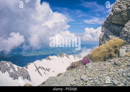 Purple Mountain, sassifraga Saxifraga oppositifolia sul picco di montagna Säntis, Alpi Appenzell, Svizzera. Foto Stock