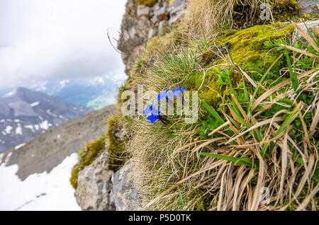 La molla genziana, Gentiana verna sul picco di montagna Säntis, Alpi Appenzell, Svizzera. Foto Stock