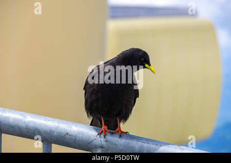 Studio di un gracchio alpino sul Säntis nelle Alpi Appenzell, Svizzera nordorientale. Foto Stock
