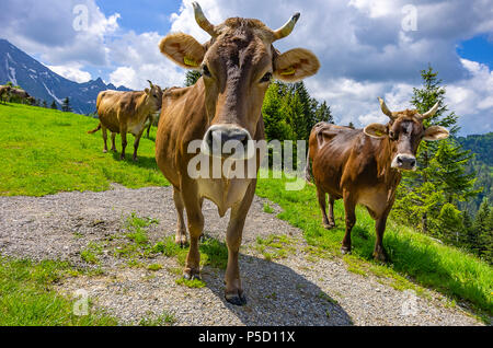 Vacche con attaccato correttamente i marchi auricolari su un prato di montagna nelle Alpi svizzere nei pressi di Urnäsch e schawagalp, Canton Appenzello Esterno, Svizzera. Foto Stock