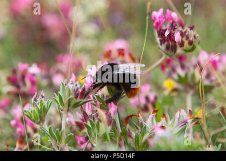 Eine Hummel auf einer Blüte, Klee, auf einer Wiese. Foto Stock