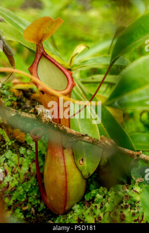 Piante insettivore,brocca di terra, monkey cup, Nepenthes Ampullaria nel giardino interno Foto Stock