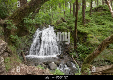 Tom Gill cascata si trova al di sotto della famosa attrazione turistica di Tarn Hows nel Lake District inglese Foto Stock