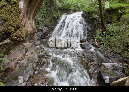 Tom Gill cascata si trova al di sotto della famosa attrazione turistica di Tarn Hows nel Lake District inglese Foto Stock